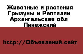 Животные и растения Грызуны и Рептилии. Архангельская обл.,Пинежский 